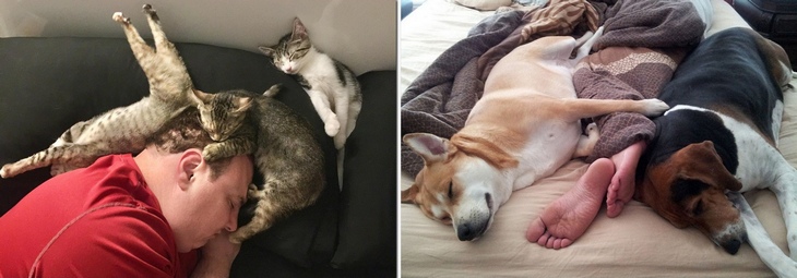 Почему кошки спят в ногах: что это значит, почему коты любят ложиться в ноги хозяину, спать с ребенком, между мужем и женой - блог о животных - zoo-pet.ru