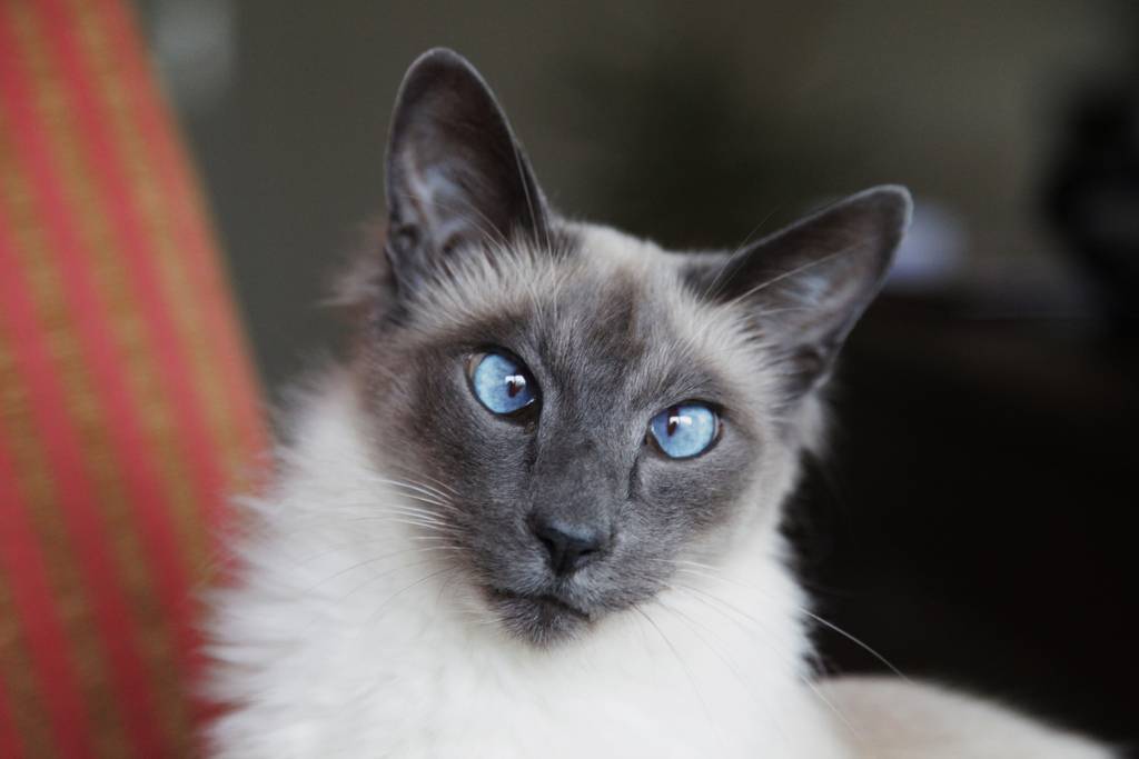 Белая кошка - какая это порода? кошка белая с голубыми глазами :: syl.ru