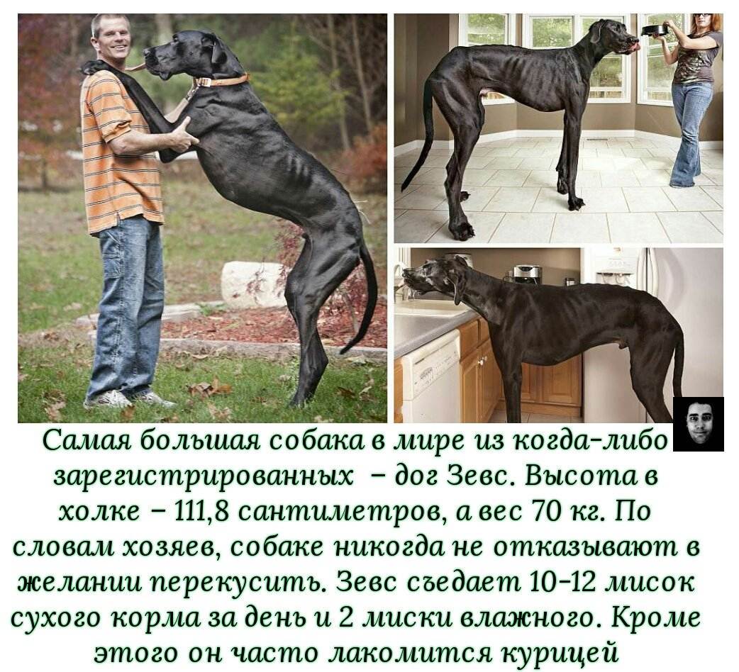 Как содержать немецкого дога: описание породы, правила ухода, фото собак
