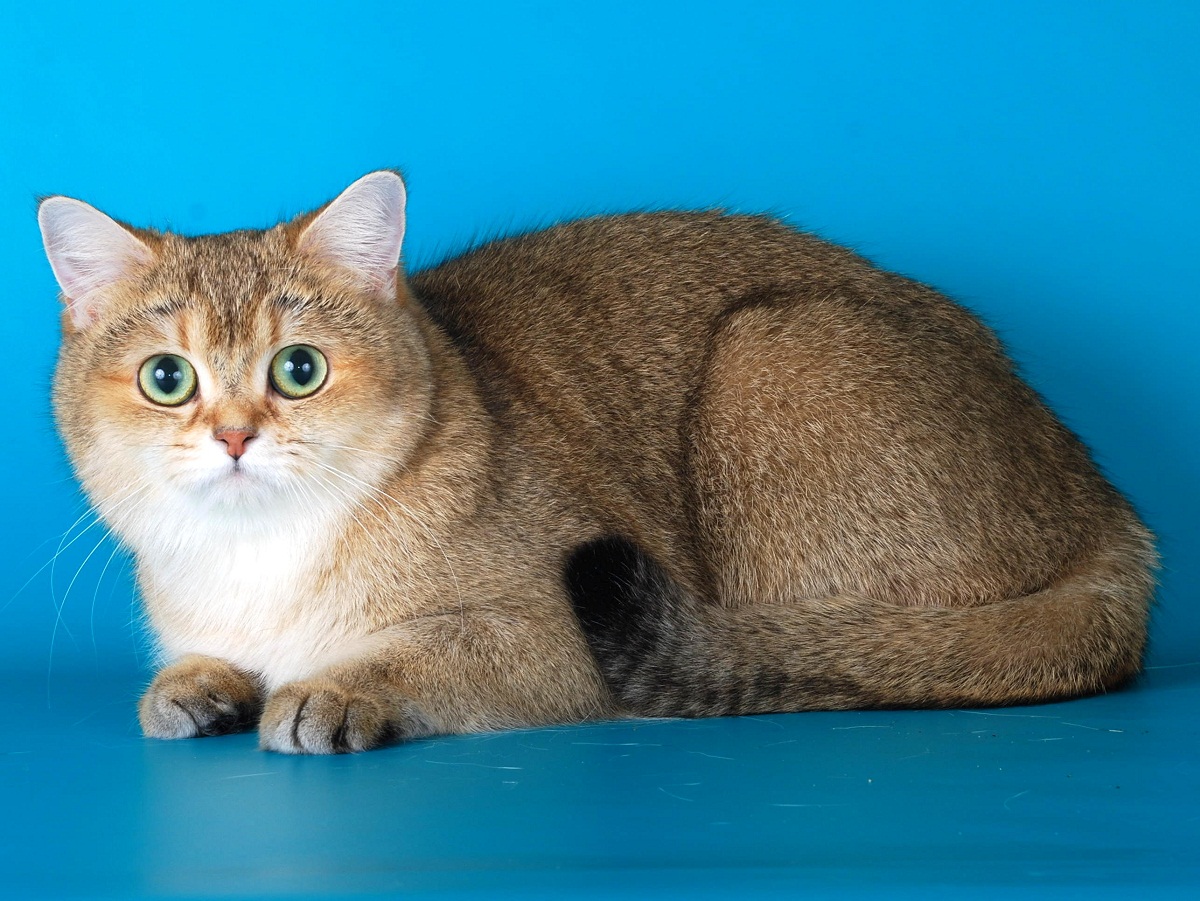 Кошка золотая шиншилла: описание породы, характер, особенности ухода и содержания