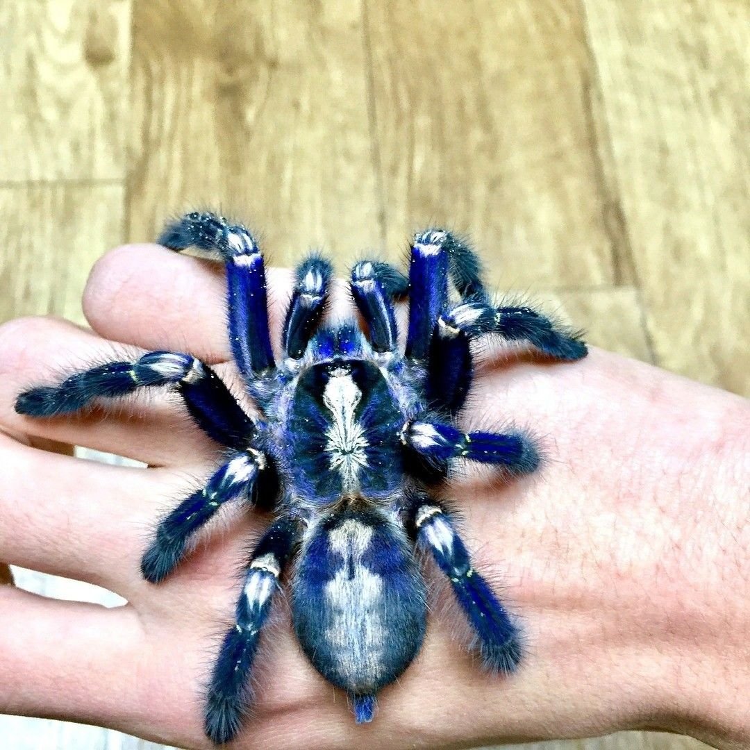 Poecilotheria metallica 101: care, enclosure, temperament & more