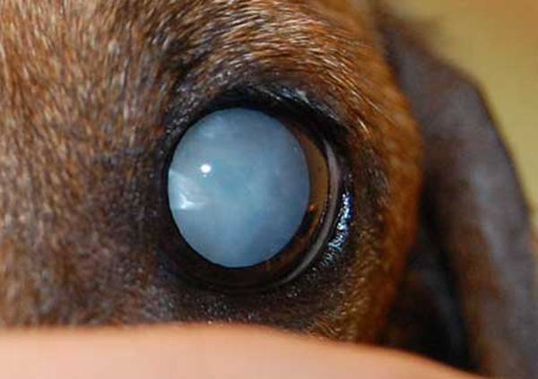 Мутные глаза у кошки: признаки катаракты, причины, развитие, лечение