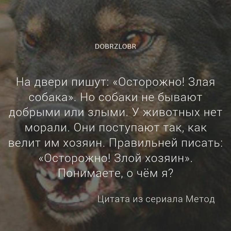 Почему татарам нельзя держать собак дома — кириллица — энциклопедия русской жизни