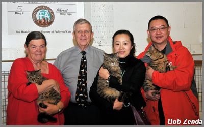 Китайская кошка ли хуа: особенности породы и характера, размножение