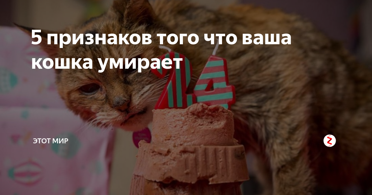 Симптомы умирание кошки. Как понять что кошка скоро погибнет. Ваш кот подох.