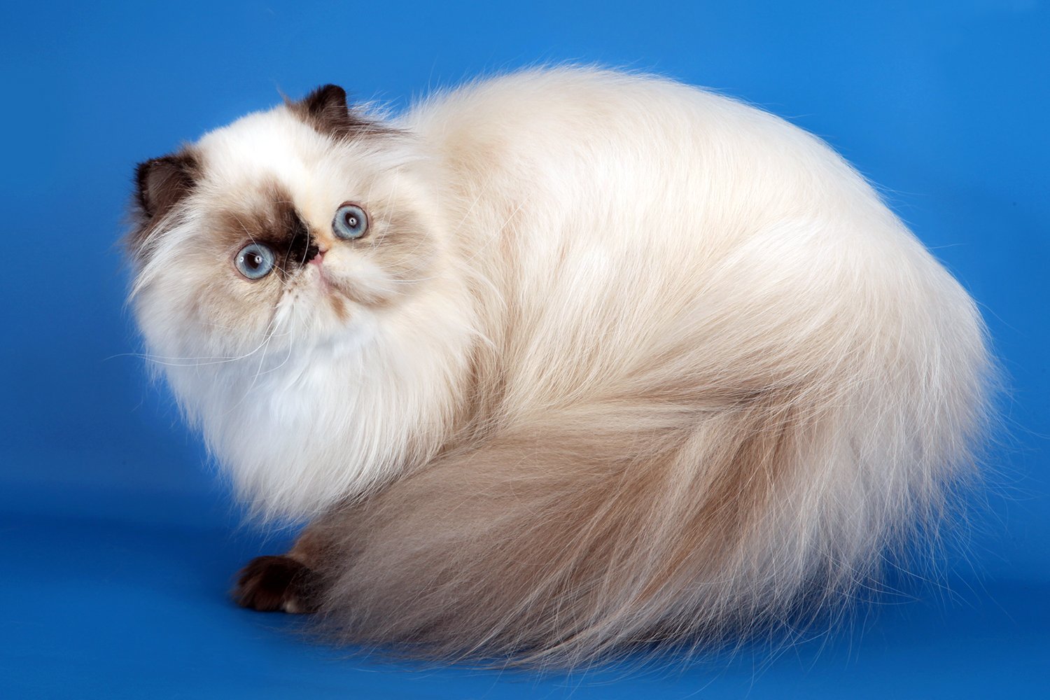 Гималаи кошка фото и описание гималайской породы