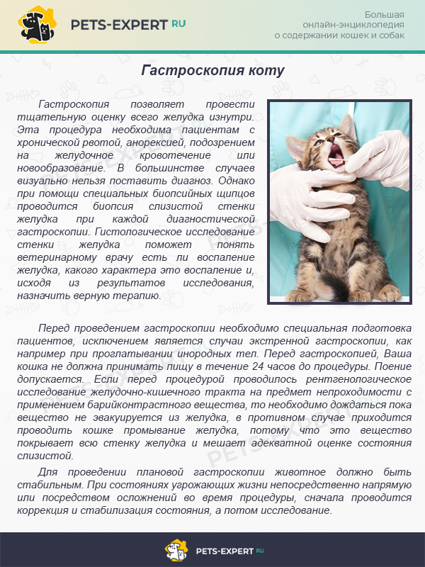 Понос у кошки: симптомы и причины жидкого стула, разновидности, диагностика и лечение диареи у котов