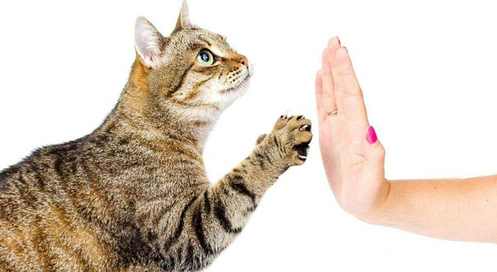 Почему кошки и коты лижут руки человеку
