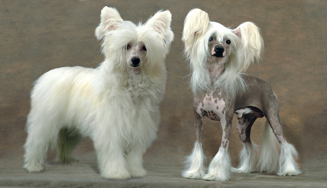 Как выглядят лысые породы собак с хохолком: обзор мексиканской ксолоитцкуинтли