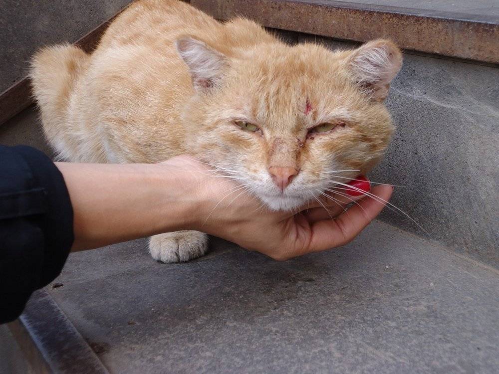 Чесотка у кошек: клещ, лечение в домашних условиях. чесотка у кошек: виды и как лечить