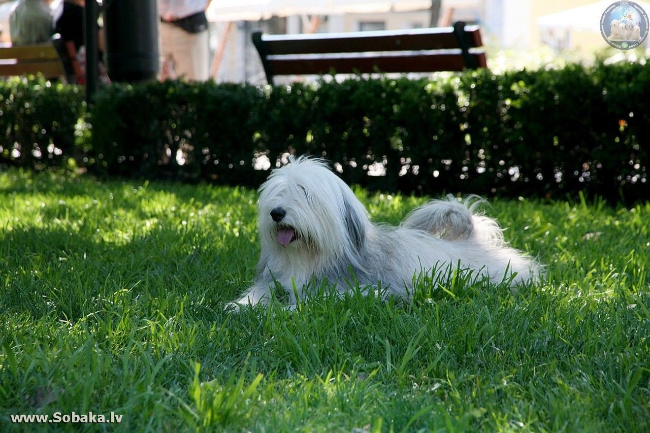 Од ис. Одис порода собак. Идеальная собака (Одис). Одесский Одис. Одесская домашняя идеальная собака.