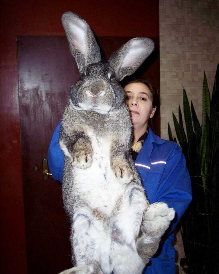 Вес порода кроликов. Бельгийский Фландр кролик. Кролики великаны Фландр. Бельгийский великан Фландр. Бельгийский великан кролик.