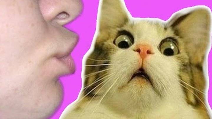 Целовать кошек в нос вредно для здоровья