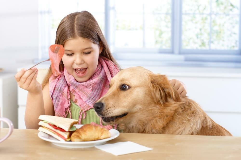 Почему нельзя кормить собаку со стола: в чем опасность и как ее избежать: новости, собаки, собака, питомцы, питание, домашние животные