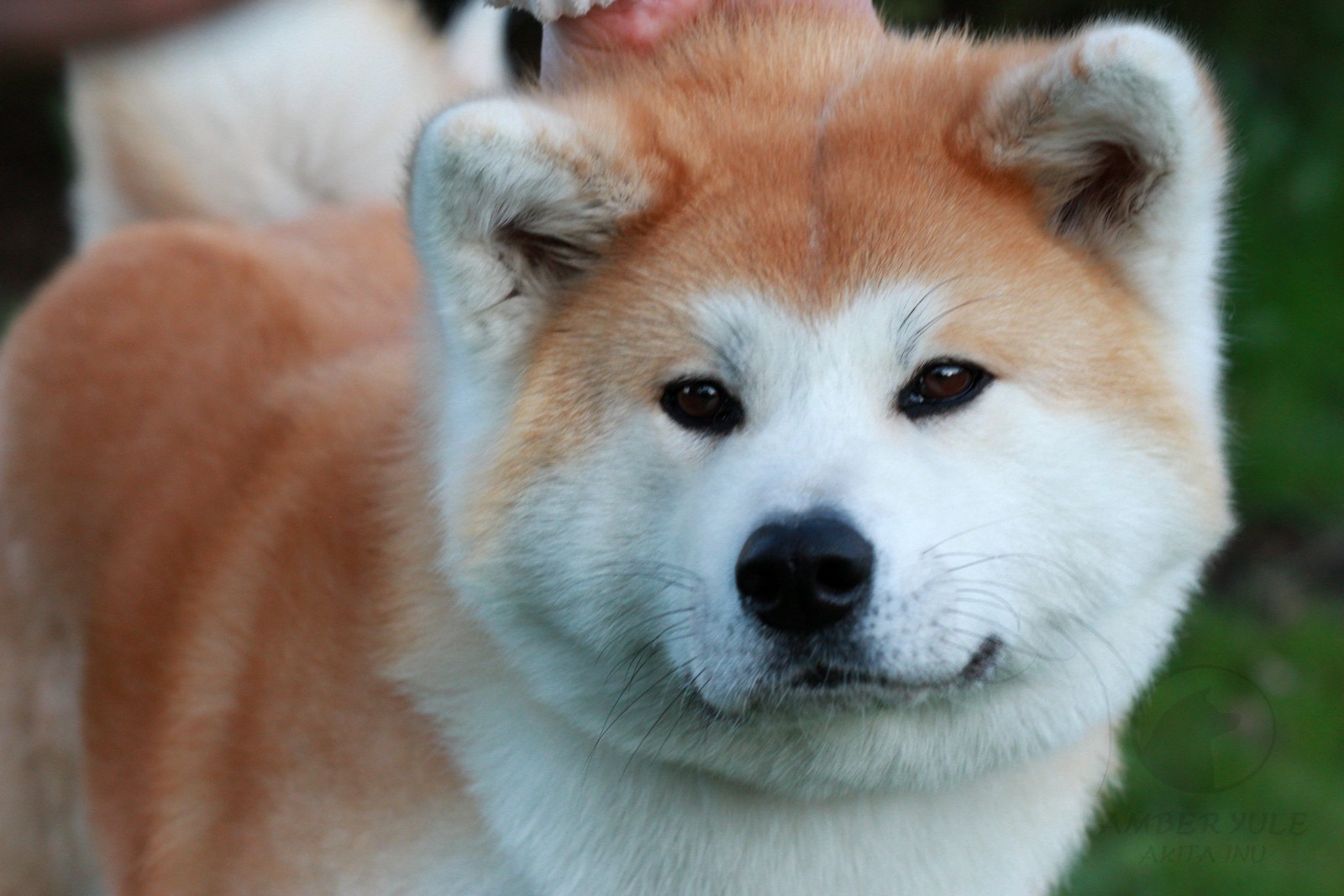 Хатико - порода собаки акита-ину (фото): отличный компаньон и своенравный друг