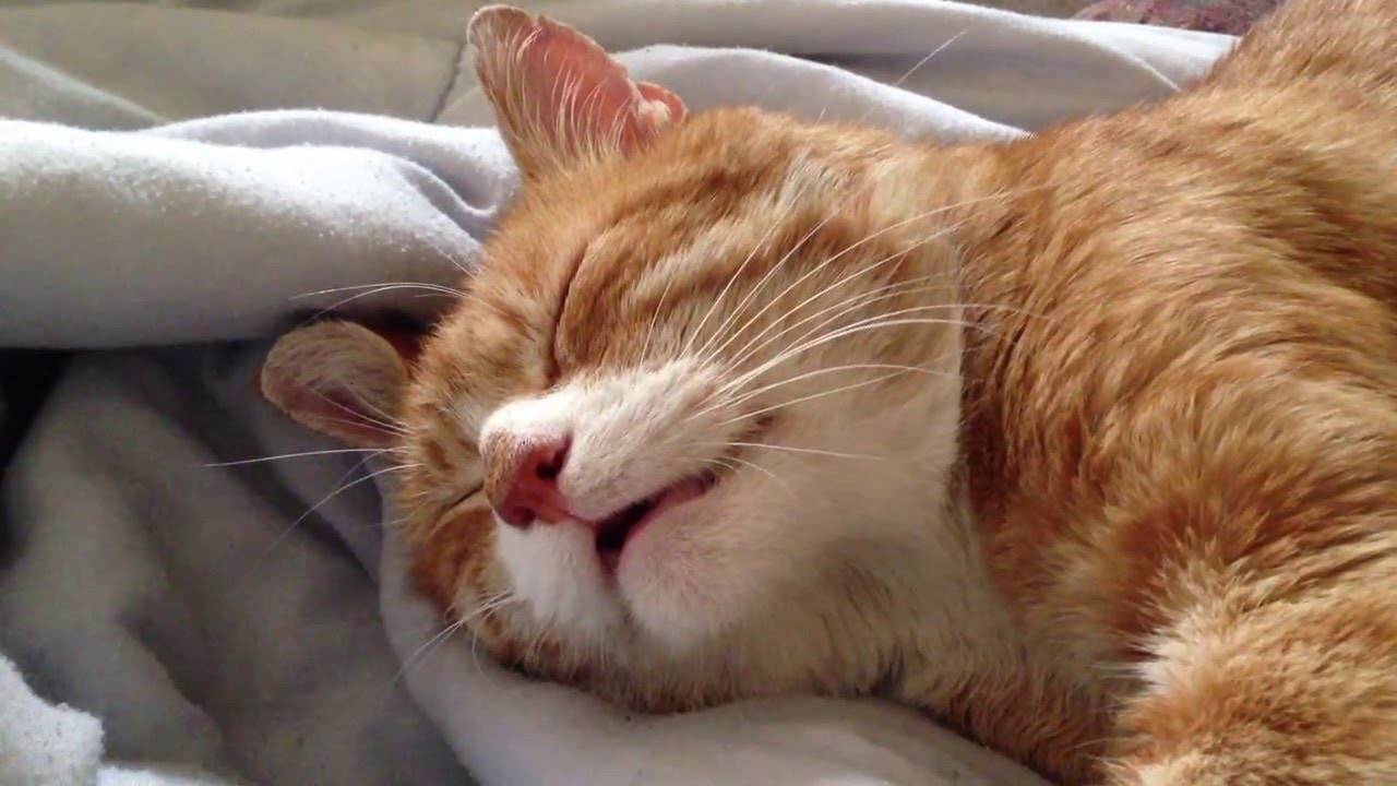 Почему кошка закрывает мордочку, когда спит? | котоведение | дзен