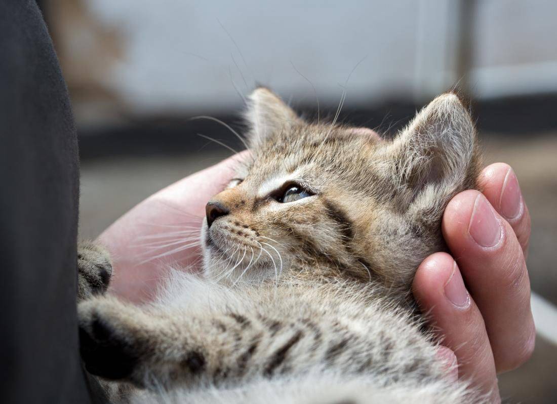 Как кошки благодарят хозяев? 7 способов кошачьего «спасибо»