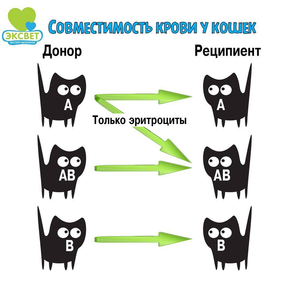 Группы крови у кошек и котов: есть ли, сколько, таблица