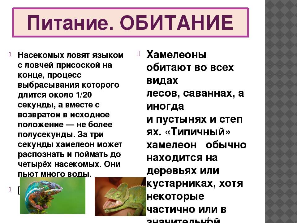 Как и чем кормить хамелеона в домашних условиях?