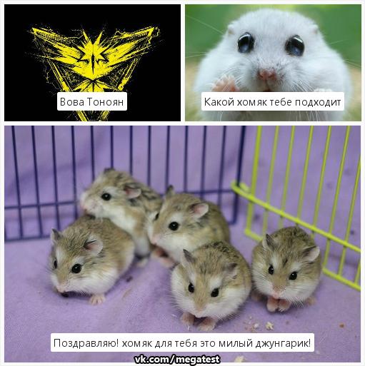 Породы хомяков: какие бывают виды, фотографии, названия, как определить породу, отличия - zoosecrets