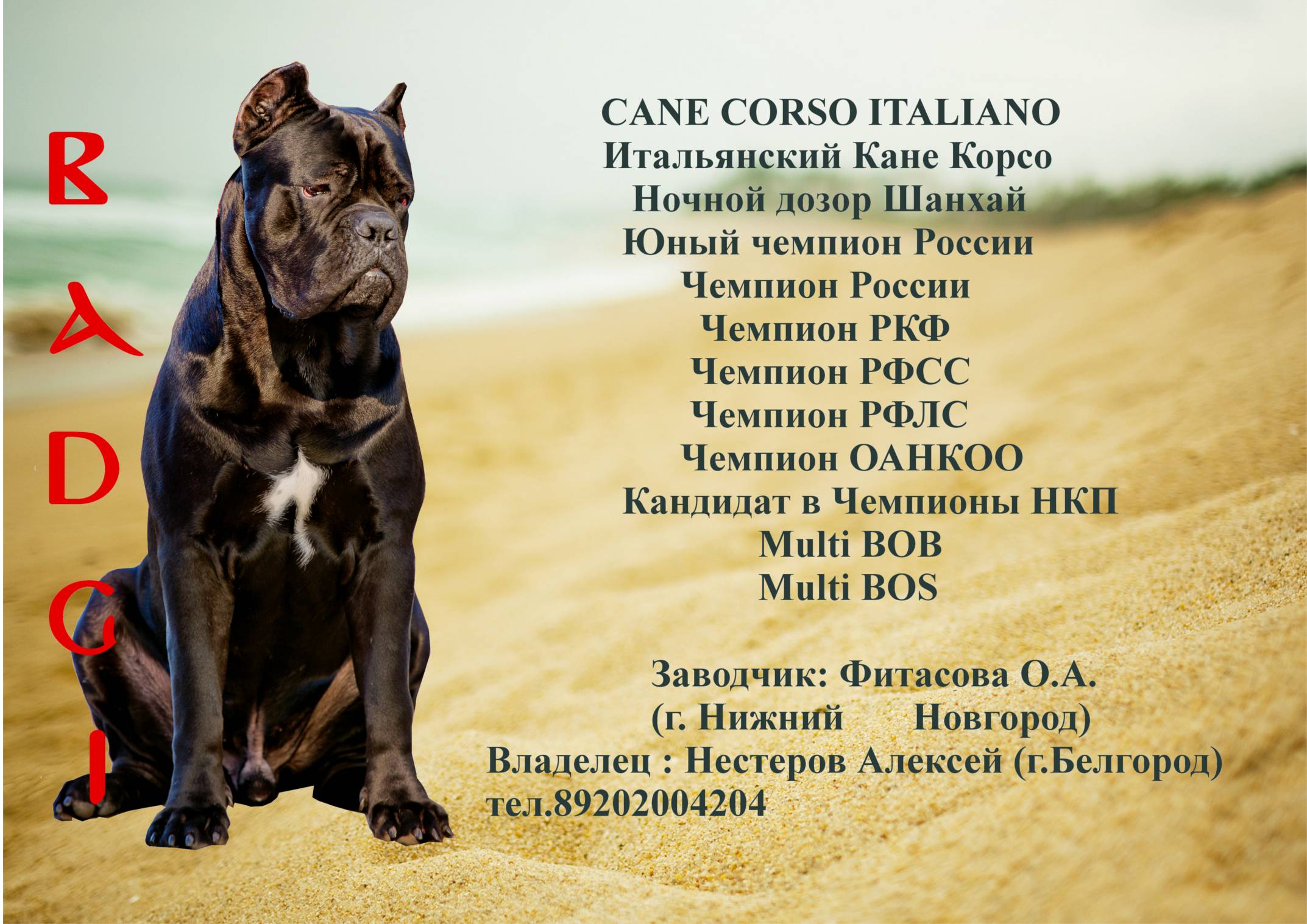 Кане корсо: описание стандарта породы собак с фото, характеристика итальяно, питомники, отрицательные отзывы владельцев и сколько стоит щенок итальянского мастифа