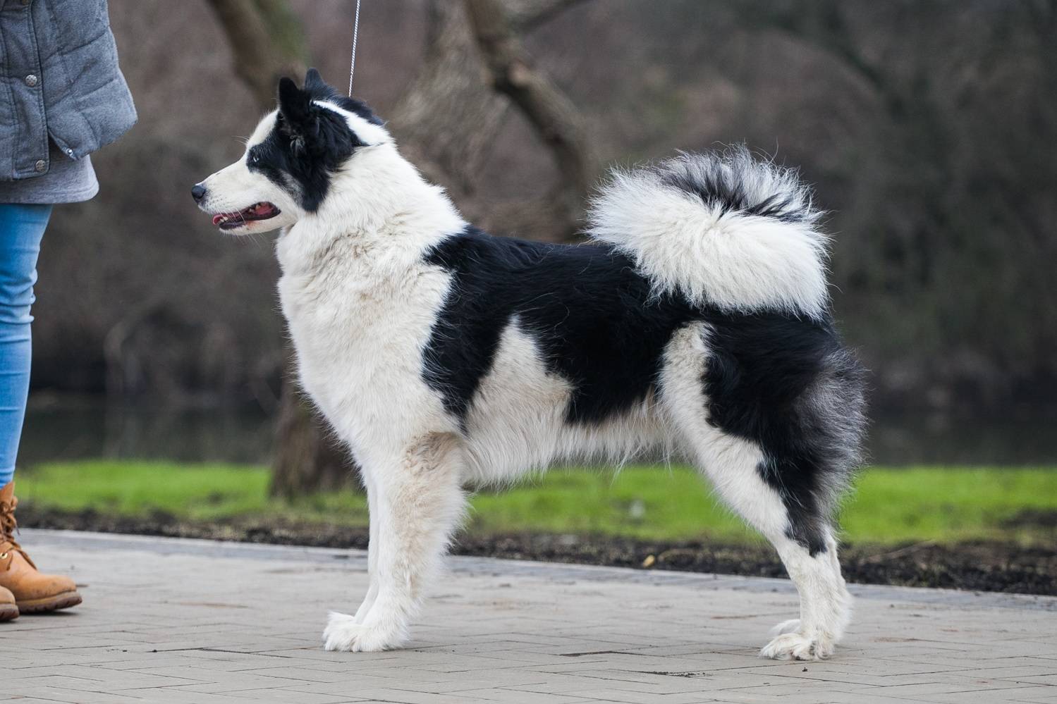 Якутская лайка — фото, характеристика породы собак и описание