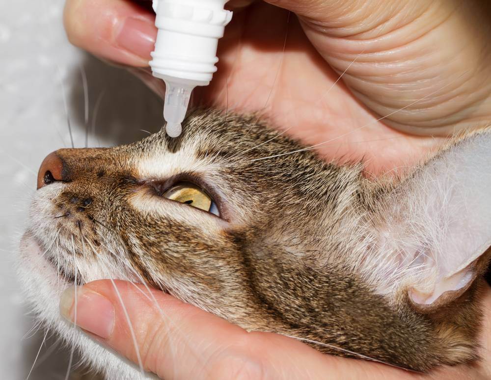 Геморрой у кота – как лечить в домашних условиях: симптомы, лечение болезни у котят и взрослых кошек_ | wwwcat.ru