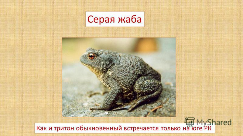 Земляная жаба: внешний вид, фото, особенности, интересные факты, среда обитания