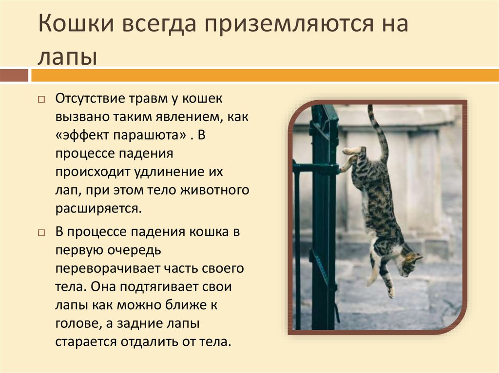 Синдром падения с высоты у кошек