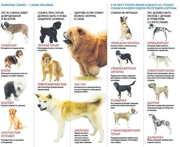 Красивые породы собак. описание, названия, виды и фото красивых собак