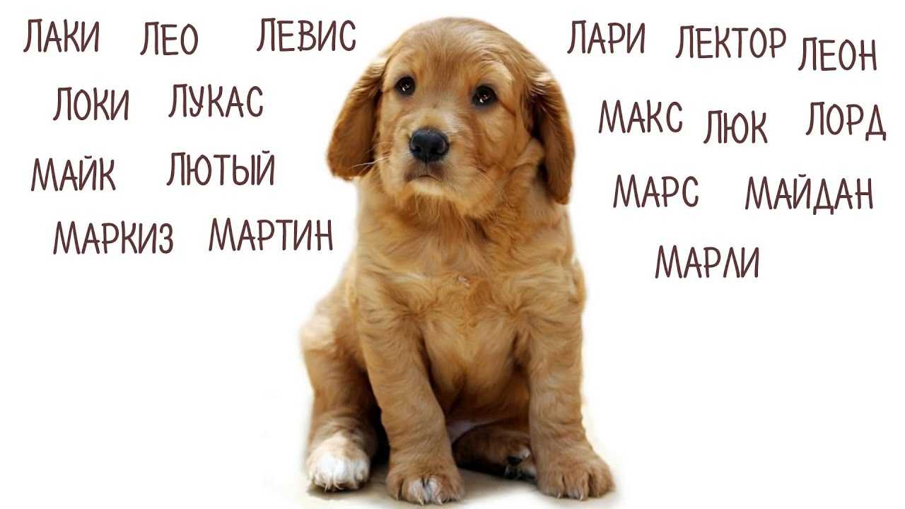 Самые популярные клички собак мальчиков