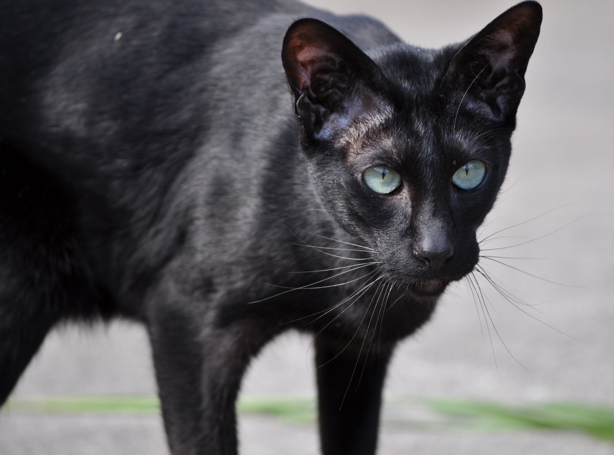 Топ 11 пород кошек с чёрным окрасом — список, характеристика и фото
