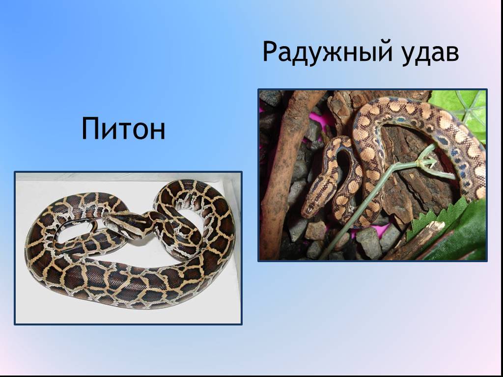 Удавы и питоны: в чем разница?