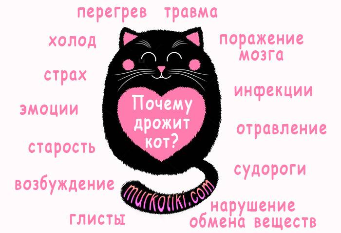 Почему кота трясет и он дрожит всем телом, будто ему холодно, что делать: причины тремора у котят и взрослых кошек