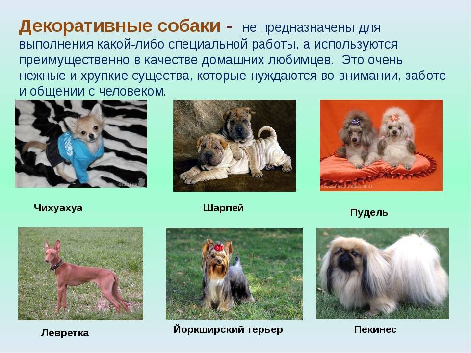 Порода это класс биология. Породы собак домашних. Декоративные породы собак. Декоративные собаки названия. Породы собак картинки.