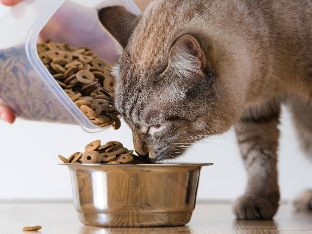 Кошка не ест сухой корм: что делать, причины отказа