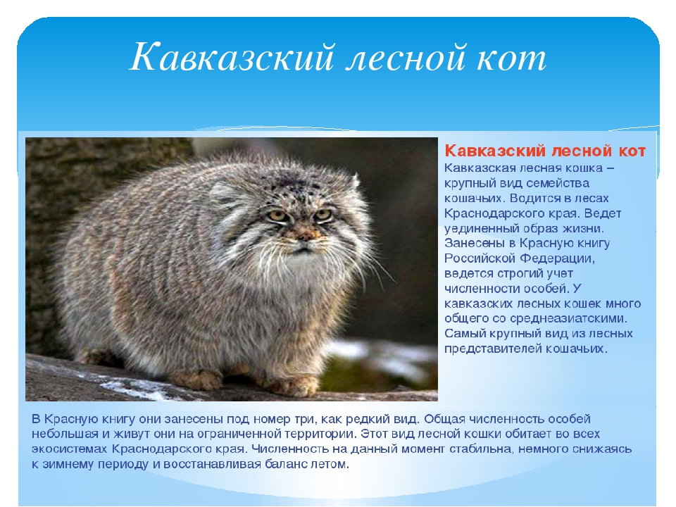 Саванна кошка. описание, особенности и уход за породой кошек саванна