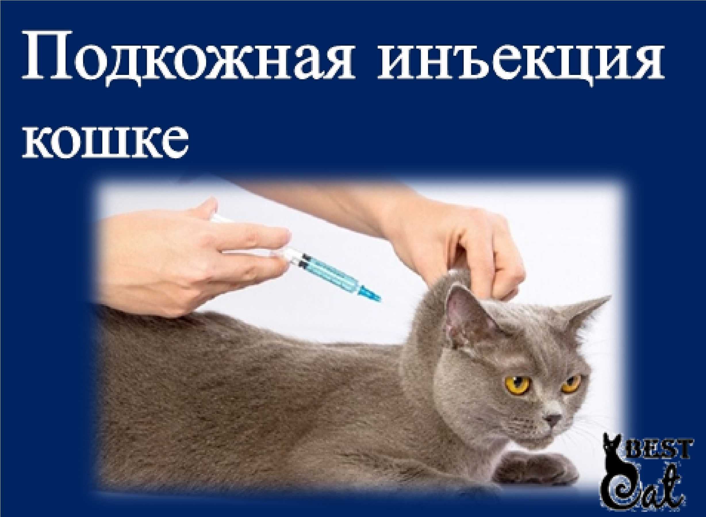 Как выполнить внутримышечную инъекцию кошке?