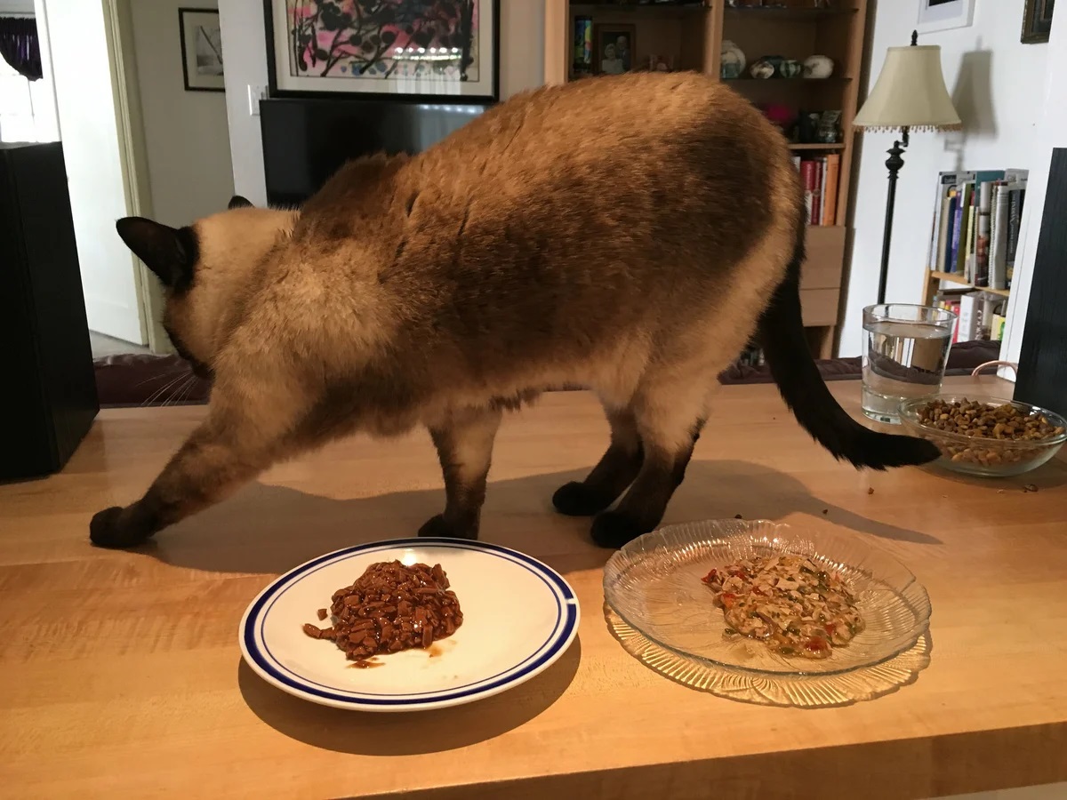 Почему кошки закапывают еду после того как поели