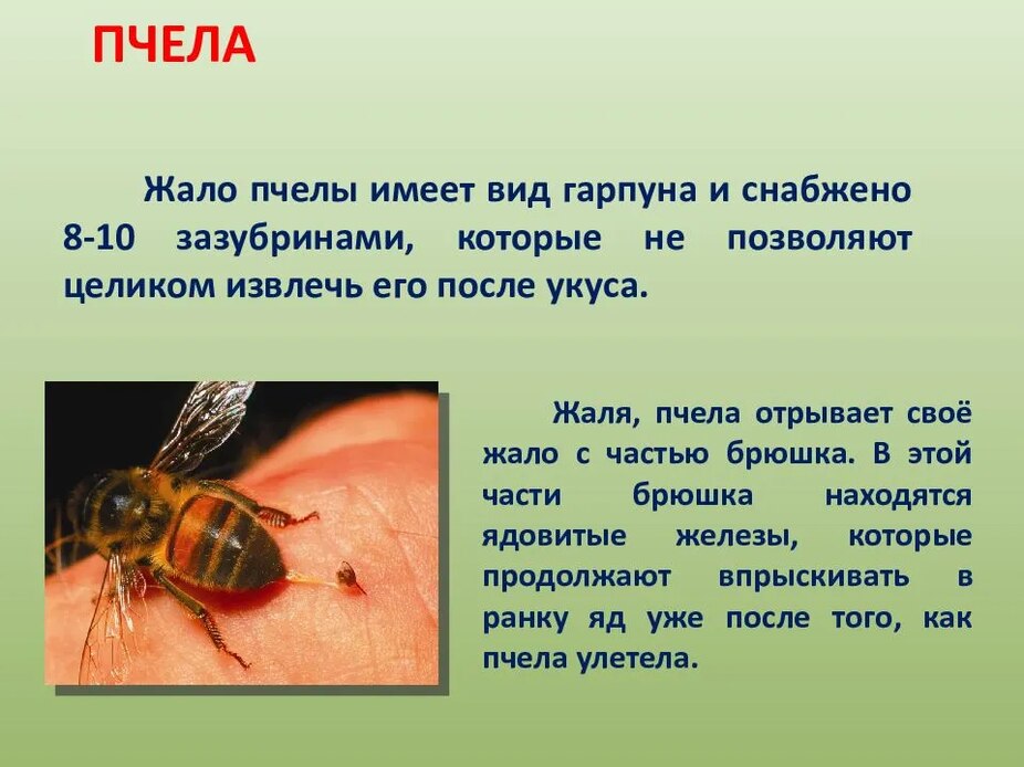 Кожная аллергия: первая помощь при укусе пчелы