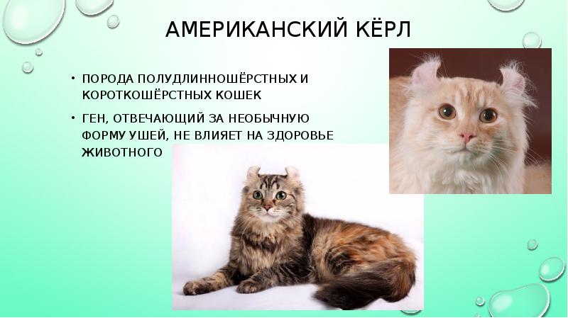 Американский кёрл кот: описание, особенности, характер, стоимость