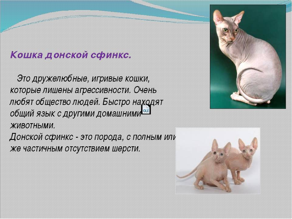 Презентация про кота сфинкса