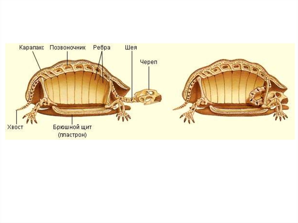 Черепахи получать щитки. Строение скелета красноухой черепахи. Строение панциря черепахи. Строение черепахи сухопутной. Строение панциря красноухой черепахи.
