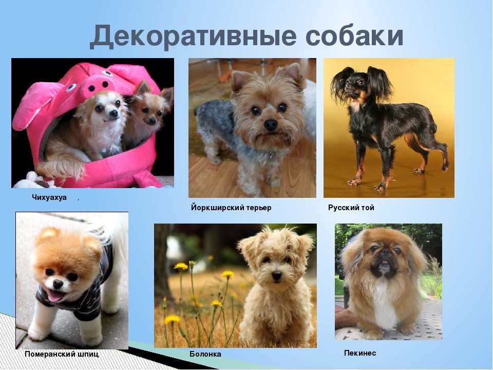 Породы собак (фото с названиями): выбираем друга по душе