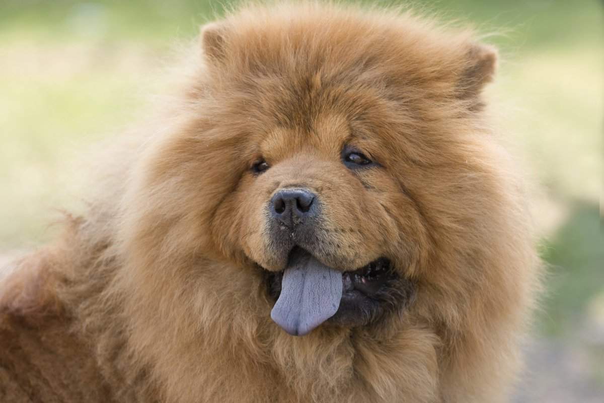 Как называется собака с синим языком. описание породы собак с синим или фиолетовым языком (чау чау) китайская собака с синим языком