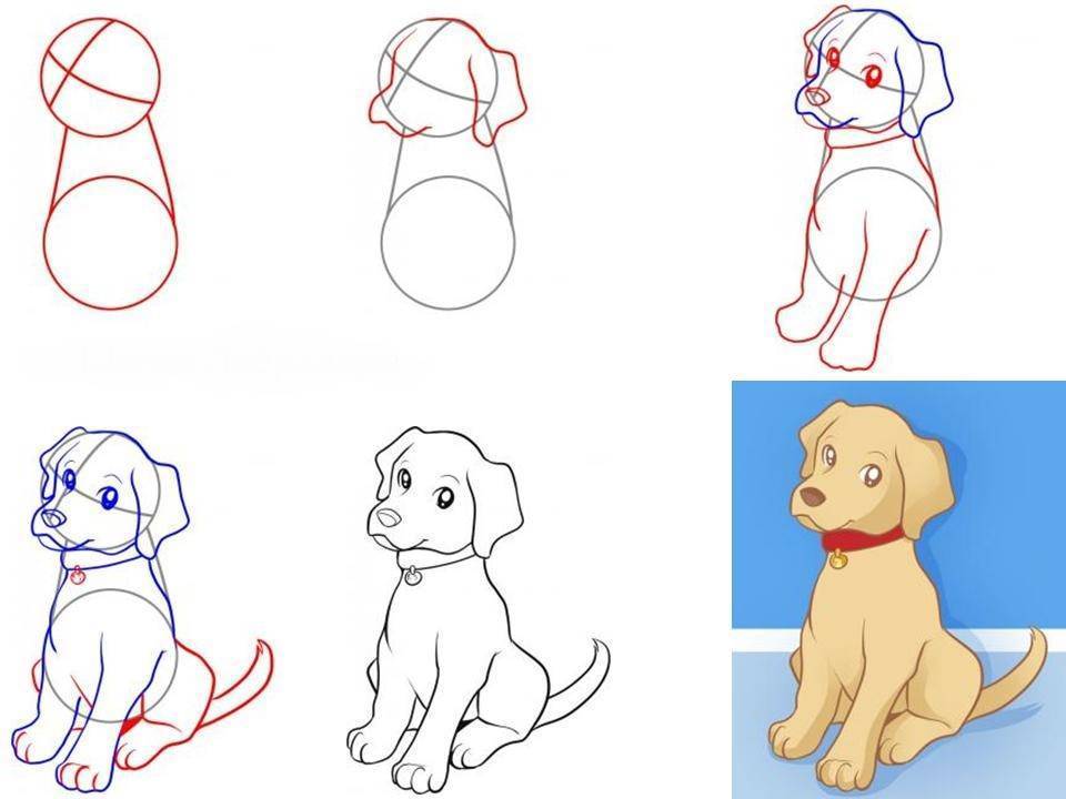 Как рисовать собак - wikihow