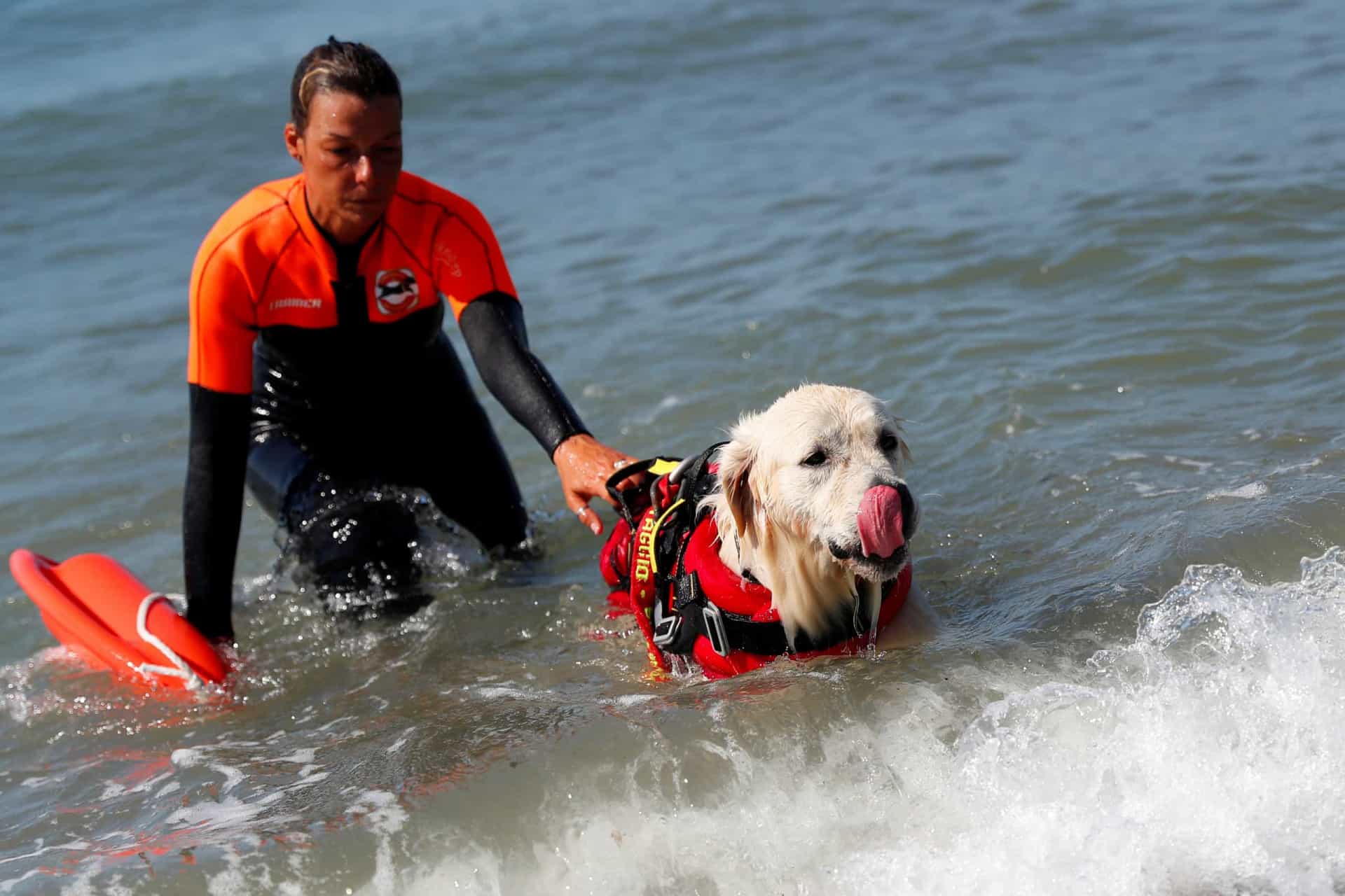 На службе, и в горах, и на воде — лучшие породы собак спасателей
