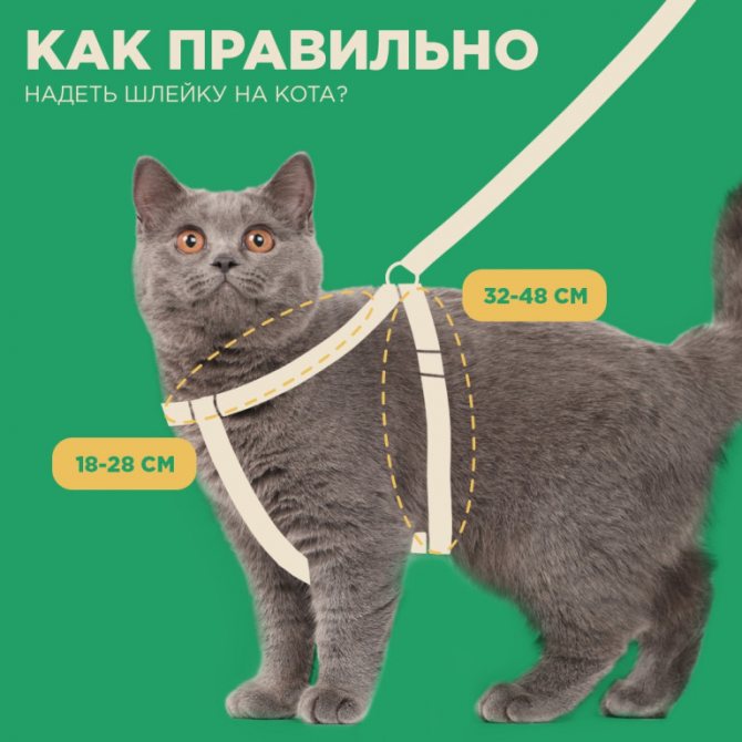 Шлейка для кошки своими руками, выкройка и фото: как сделать кошачий поводок в домашних условиях?