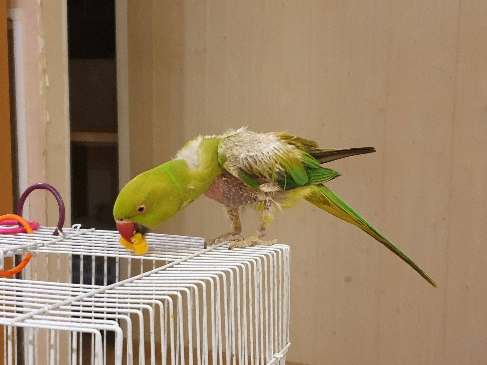 Ожереловый попугай: описание, фото, сколько живут, чем кормить и где обитает