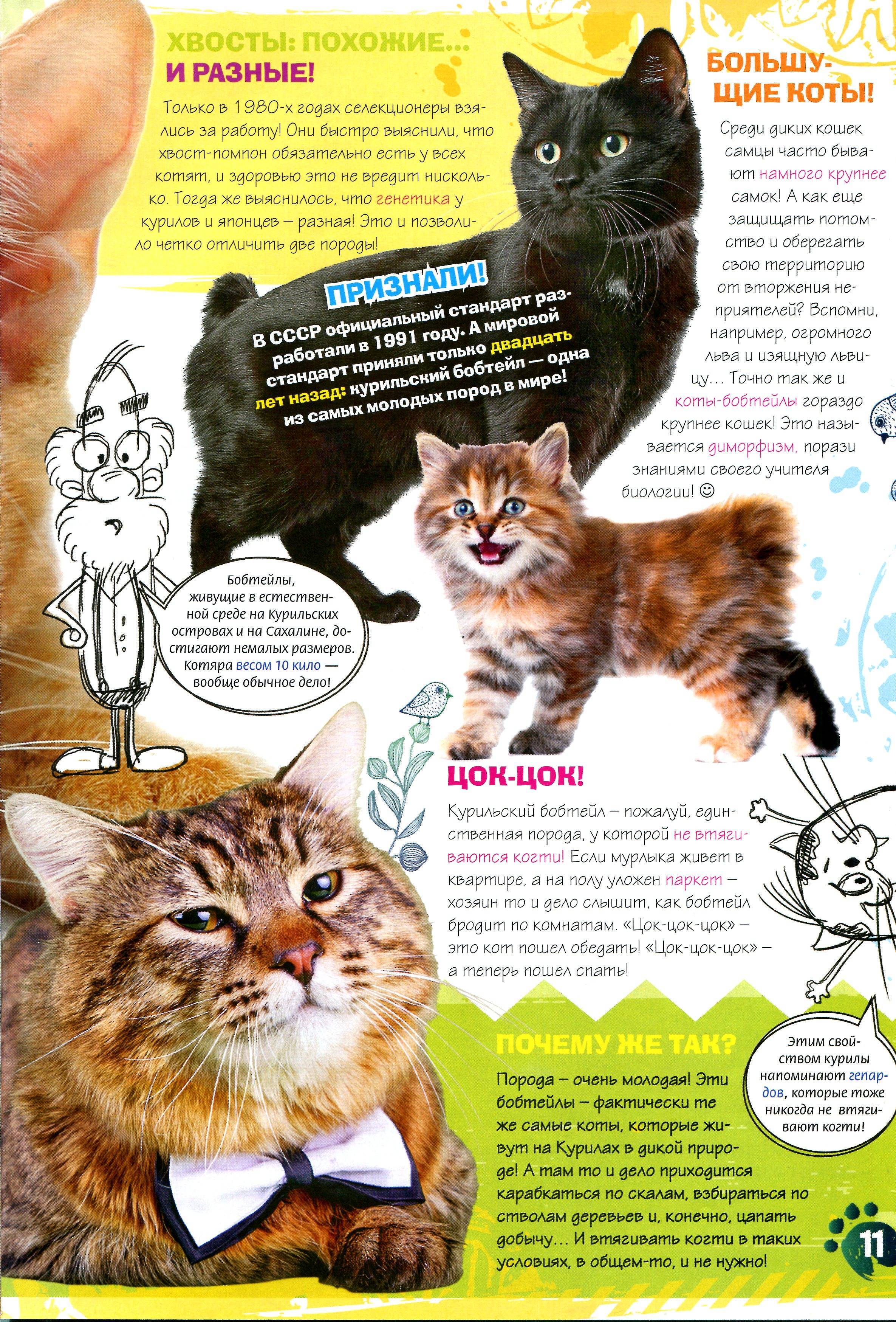 Кошки курильские бобтейлы: описание, уход, стандарты